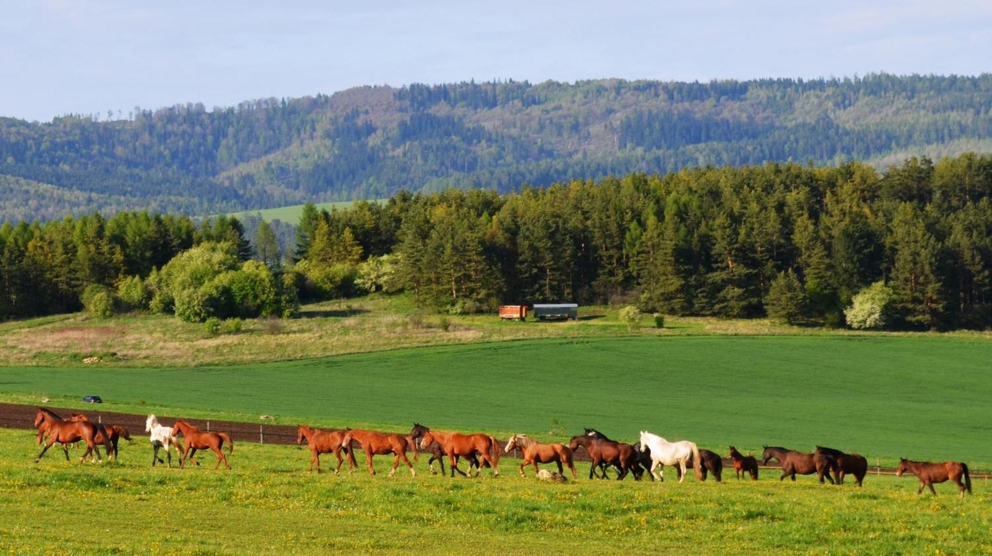 Apartament Penzion Ranch Fah Spišské Podhradie Zewnętrze zdjęcie