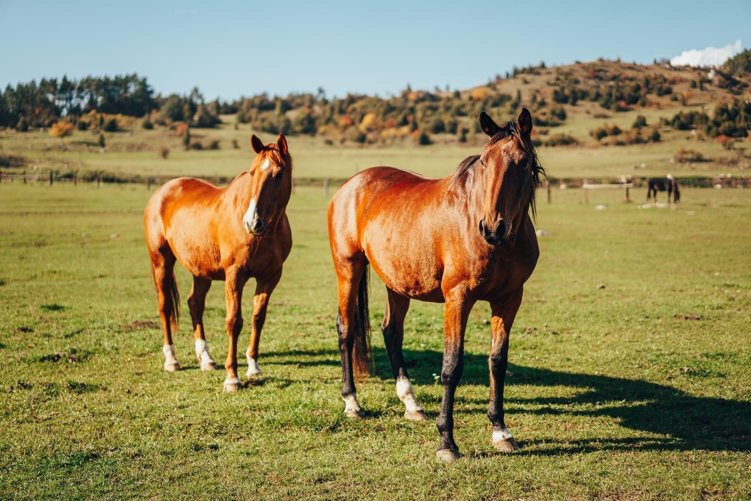 Apartament Penzion Ranch Fah Spišské Podhradie Zewnętrze zdjęcie